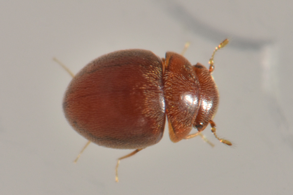 Clambidae: Loricaster testaceus? S.